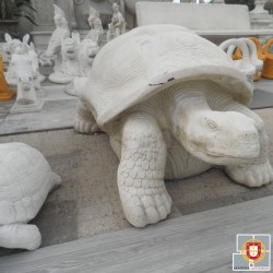 GROSSE TORTUE TERRESTRE